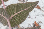 Pinewoods milkweed